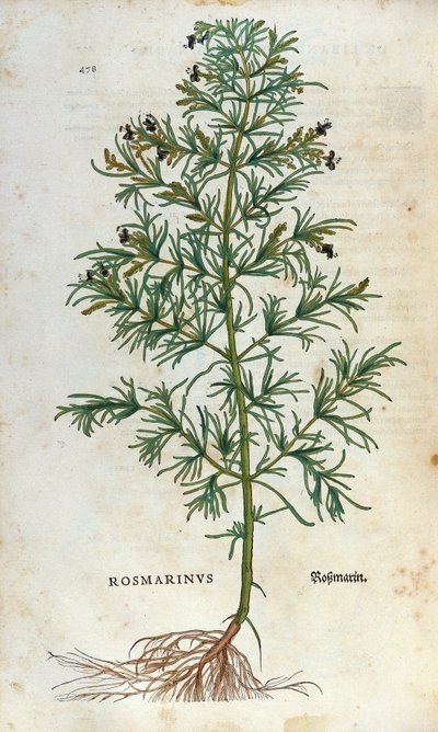 Botanik kurulu: biberiye (rosmarinus). Lheonard Fuchs Herbaryumu, “” Historia Stirpium””, Balya by Unknown artist
