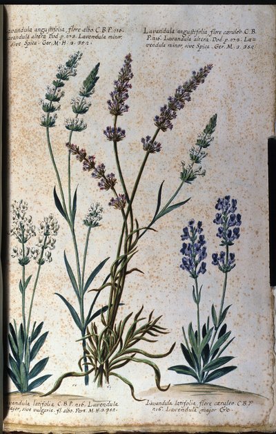 Botanik tahtası: gerçek lavanta (Lavandula angustifolia) ve jöleli lavanta (Lavandula latifolia). by Unknown artist