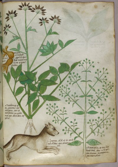 Bir bitki ve bir kurdun botanik çizimi. by Unknown artist