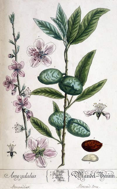 Badem ağacının dalı, çiçeği ve meyvesi - botanik kurulu by Unknown artist