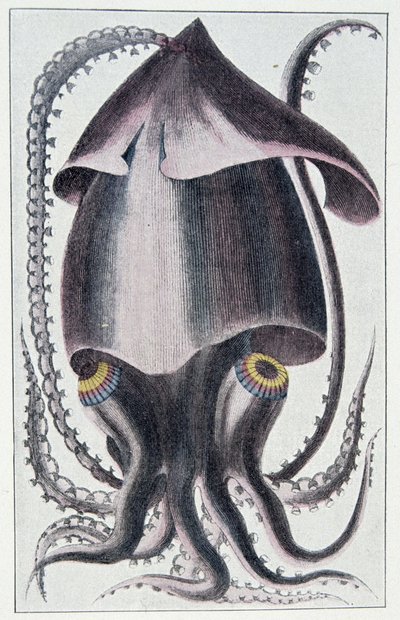 Brezilya kalamar - Denys Montfort