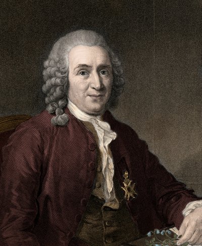 Carl von Linnaeus - gravür - 19. yüzyıl by Unknown artist