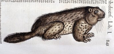 Castor - Conrad Gesner (1516 - 1565), Tiguri