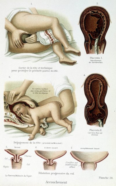 Doğum - bilim kurulu, 19. yüzyılın sonlarında by Unknown artist
