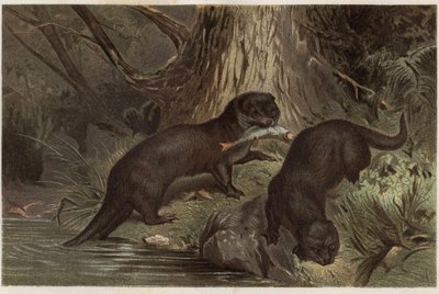 Şili Otter - Güney nehir su samuru, Lontra provokas - Alfred Edmund Brehm (1829-1884) tarafından “” Brehm