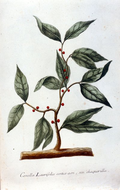 Tarçın. 19. yüzyıl herbaryumu. by Unknown artist