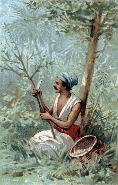 Tarçın bir Seylan soyun. 19. yüzyılın sonlarında kromolitografi. by Unknown artist