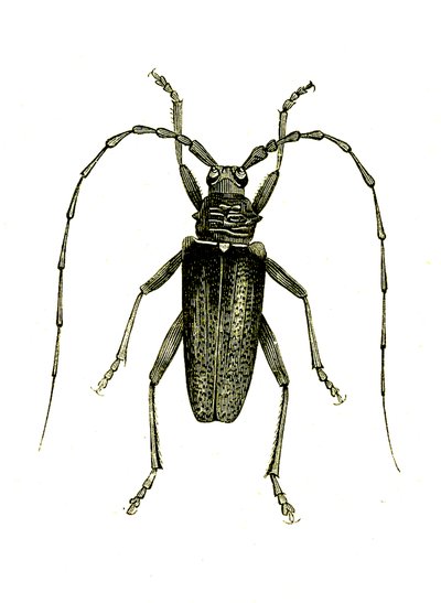 Coleoptera: Cerambyx kahramanları by Unknown artist