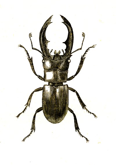 Coleoptera: Hexarthius Buqueti veya Lucanus by Unknown artist