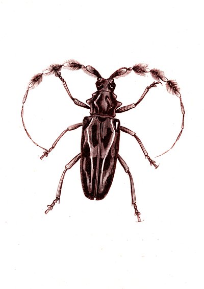 Coleoptera: Lophocerus barbatus by Unknown artist