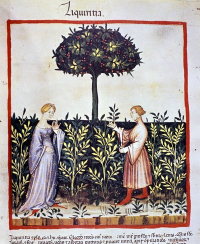 Tıbbi bitkinin yetiştirilmesi: meyan kökü (odun veya kök) hasadı. İlaç ve diyetetik sağımlarından aydınlatma “” Tacuinum sanitatis”” by Unknown artist