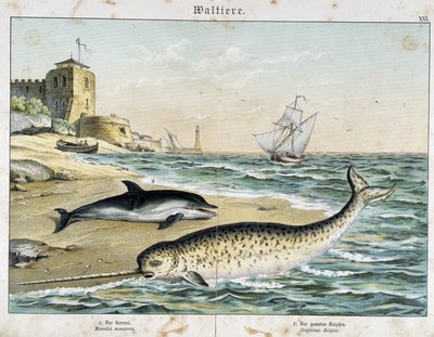 Dauphin ve Narwhal (veya Narwhal), bir cetacean - “” Memelilerin Doğa Öyküleri”, ed. Schreiber by Unknown artist