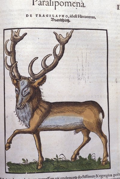Historia Animalium'dan sonra Geyik, Konrad Gesner, Tiguri by Unknown artist