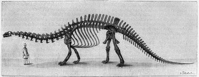 Dinozor İskeleti: “” Brontosaurus excelsus””, Mart. Rocky Dağları