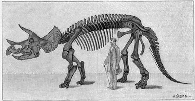 Dinozor İskeleti: “” Triceratops prorsus””, Mart. Rocky Dağları