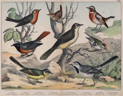 Diverses illustration of birds "History" natural birds". ed. Hoepli, Milan by Unknown Artist
