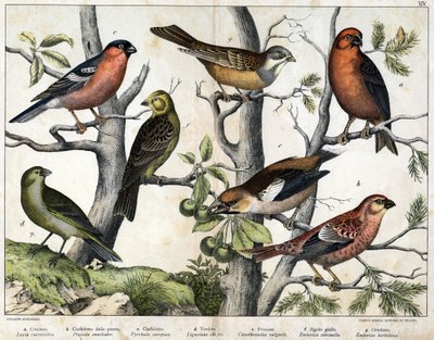 Diverses illustration of birds "History" natural birds". ed. Hoepli, Milan by Unknown Artist