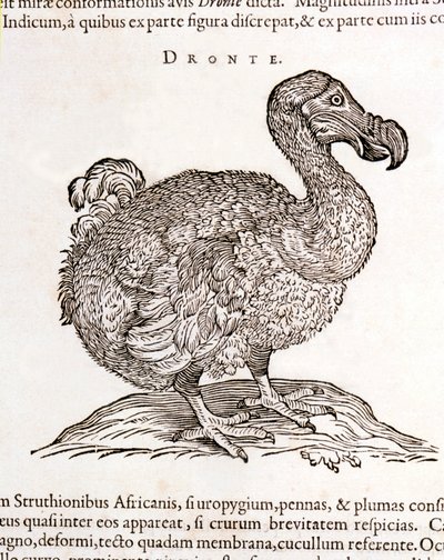 Dodo veya Dronte. Kuş kayboldu - William Piso, Amsterdam tarafından "Hindistan
