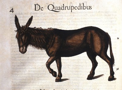 Historia Animalium
