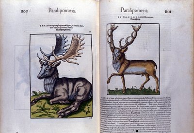 Conrad Gesner (1516 - 1565), Tiguri tarafından Historia Animalium