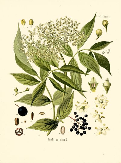 Yaşlı Delik Ağacı (renkli lito) by Unknown artist