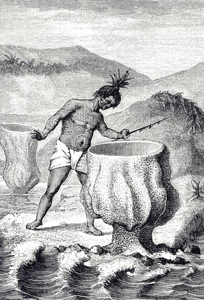 Neptün'ün Kadehi (Thalassema Neptune) adı verilen çeşitli süngerleri tasvir eden oyma by Unknown artist