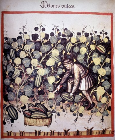 “Tacuinum Sanitatis”ten kavun koleksiyonunu temsil eden gravür. BN, Viyana. by Unknown artist