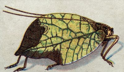 Entomoloji: dolaşan bir yaprağın temsili, böcek serisi, 20. yüzyılın başları (kromo) by Unknown Artist