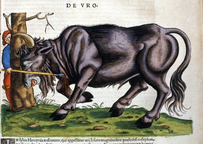 Cinsi 17. yüzyılda Konrad Gesner tarafından “Historia Animalium” da ölen Avrupa bizonu (Bos primigenius primigenius) by Unknown artist