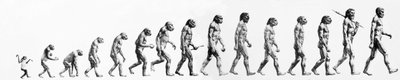 Evrim: Maymundan günümüz insanına (farklı hominidler) morfolojilerin karşılaştırılması. 19. yüzyılın son gravürü. by Unknown artist