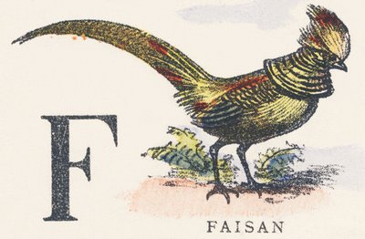 F: sülün by Unknown artist