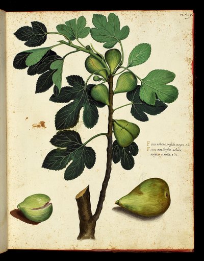 İncir ve incir dalı Meyve ve sebzeler üzerine bir Doğa Tarihi gezisinden alınan botanik tahtası. Ulisse Aldrovandi düşkünleri, Bibl. Üniversite, ed. 1603. by Unknown artist