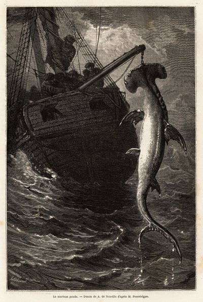 Anastasia Adası yakınlarındaki sularda 7 metre uzunluğunda bir çekiç balığı avı. Florida