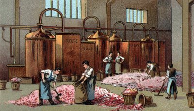 Çiçeklerin petrol ve su üretimi için çiçek damıtma tesisi. 19. yüzyılın sonlarında kromolitografi by Unknown artist