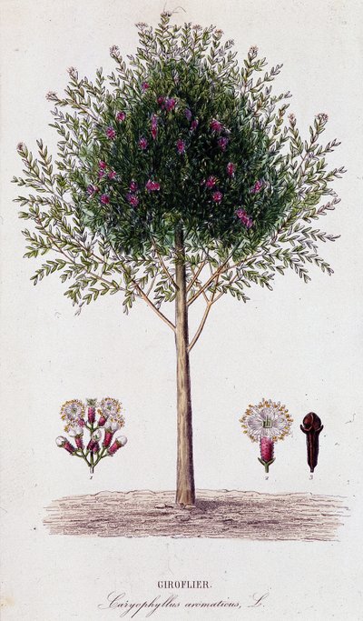 Girofus (Caryophyllus aromaticus) by Unknown artist
