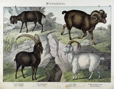 Keçi - “Memelilerin Doğal Tarihi”nde, ed. Schreiber by Unknown artist