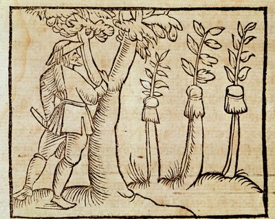 Ağaçların aşılanması, De Agricoltura Vulgare
