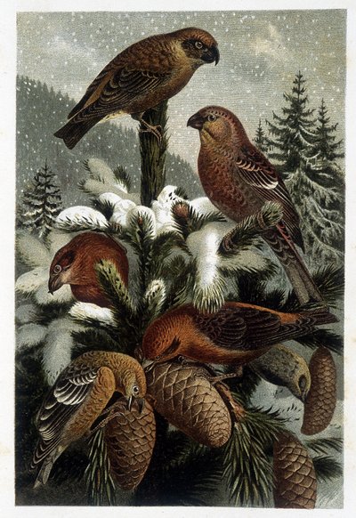 Çam ormanlarının ve gemi yolculuklarının şakrak kuşu (Bouvreuils) - "La vie des animaux" "tarafından A. E. Brehm, Torino by Unknown artist
