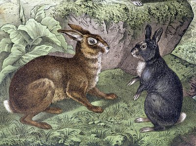 Tavşan ve Tavşan - “Memelilerin Doğal Tarihi”nde, ed. Schreiber by Unknown artist