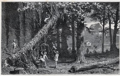 Cinchona kabuğu hasat - Quinquina (Cinchona officinalis) by Unknown artist