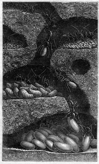 Bir karıncada yumurta ve larva barındırır. 1888 tarihli “” le Journal de la Jeunesse “” de gravür. by Unknown artist