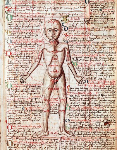 İnsan vücudu gravürü “Tractatus de pestilentia” 15. yüzyıl - Prag, Ulusal Kütüphane by Unknown artist