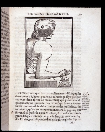 İnsan duyu sistemi beyne bağlanır - “Rene Descartes