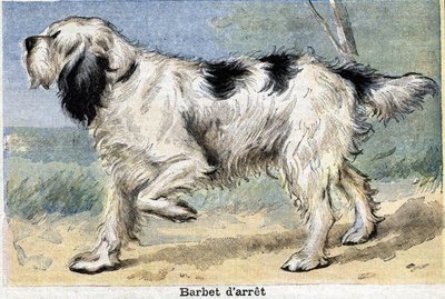 Av Köpeği: Barbet