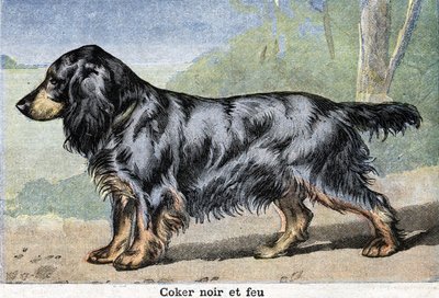 Av köpeği: Siyah coker ve ateş by Unknown artist
