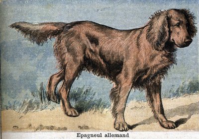Av köpeği: Alman spaniel by Unknown artist
