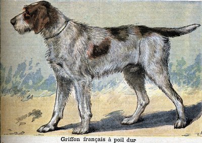 Av köpeği: Griffon francais sert saçlı by Unknown artist