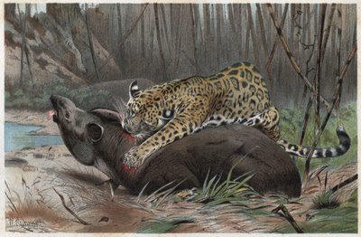 Jaguar (Panthera onca) - Alfred Edmund Brehm