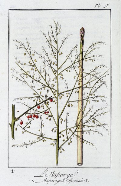 Kuşkonmaz (Asparagus Officinalis) - J.C. Philibert, Imprimerie de Crapelet, Paris tarafından düzenlenen “Tüccarların kullanımı için botanik egzersizleri” bölümünde by Unknown artist