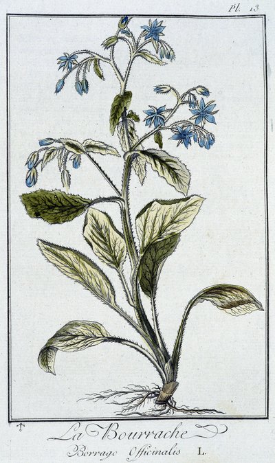 Borage (Borago Officinalis) - J.C. Philibert, Imprimerie de Crapelet, Paris tarafından yazılan “Tüccarların kullanımı için botanik egzersizleri” bölümünde by Unknown artist